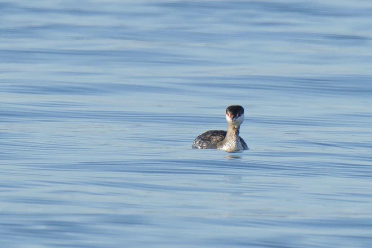 Horned Grebe - ML629097539