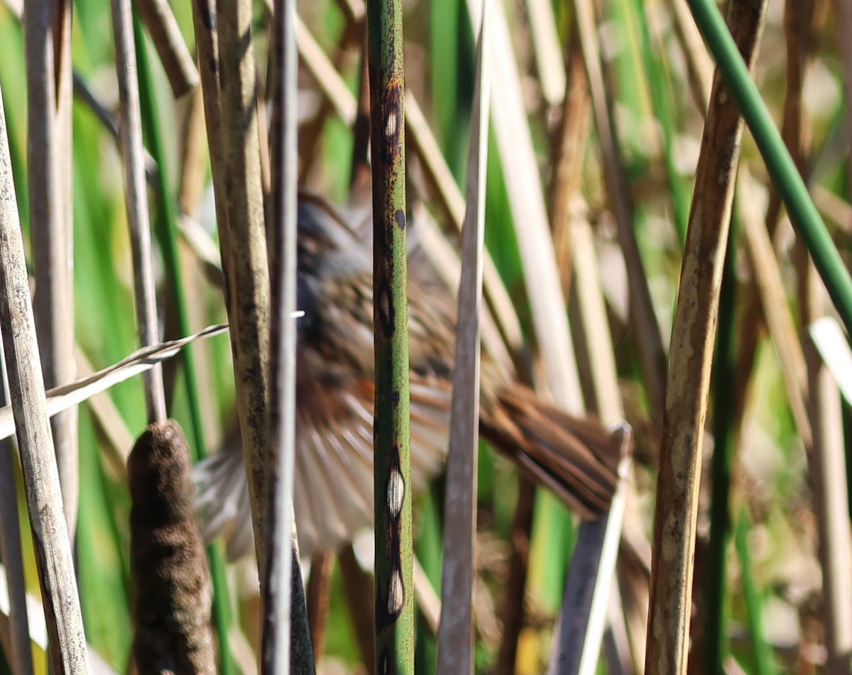 Swamp Sparrow - ML629097568