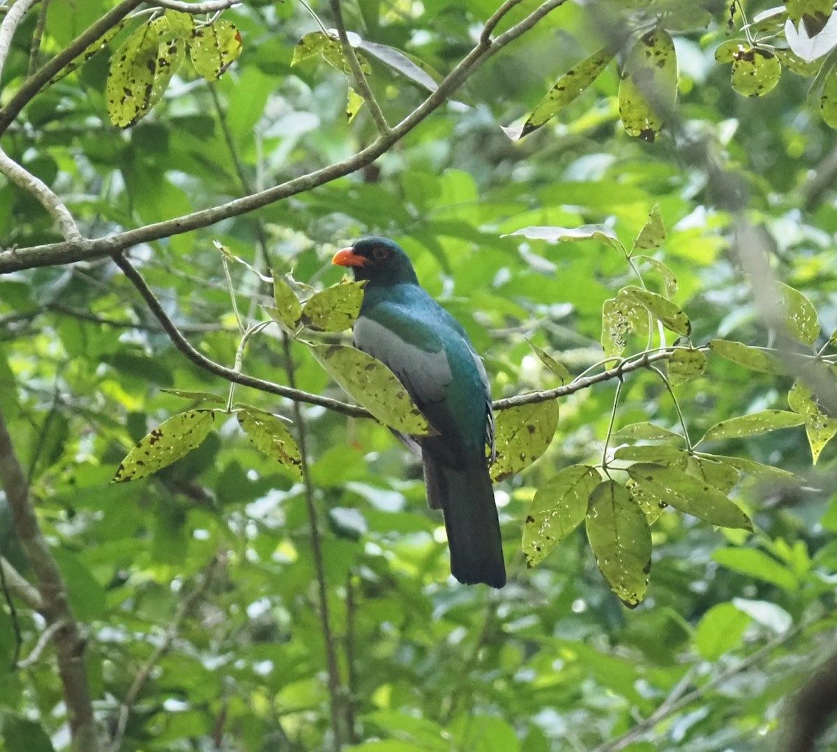 Gri Kuyruklu Trogon - ML629097576