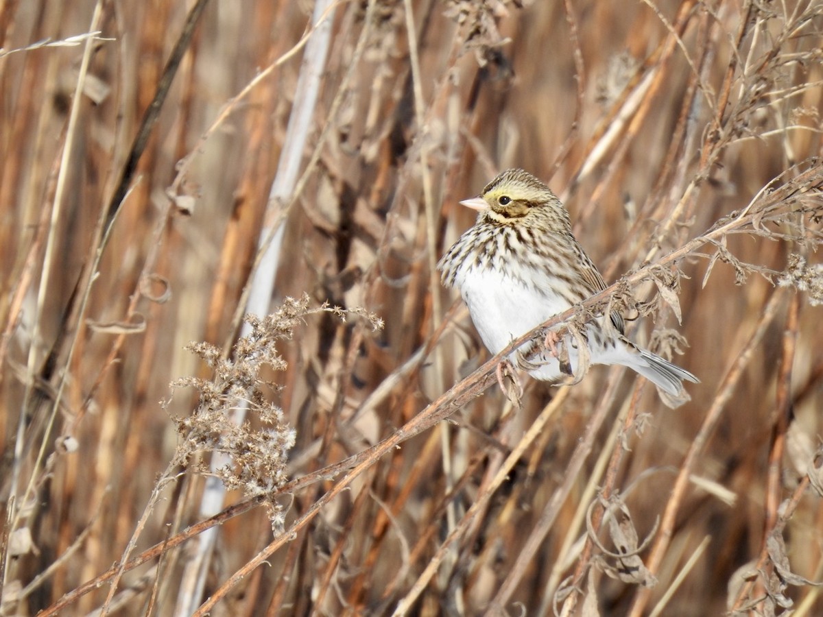 Savannah Sparrow - ML629097720