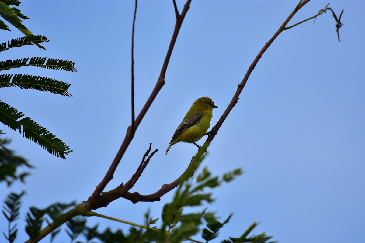 Yellow Penduline-Tit - ML629097968