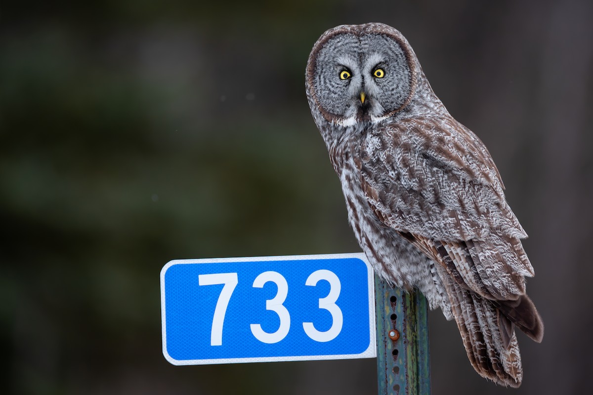 Great Gray Owl - ML629098010