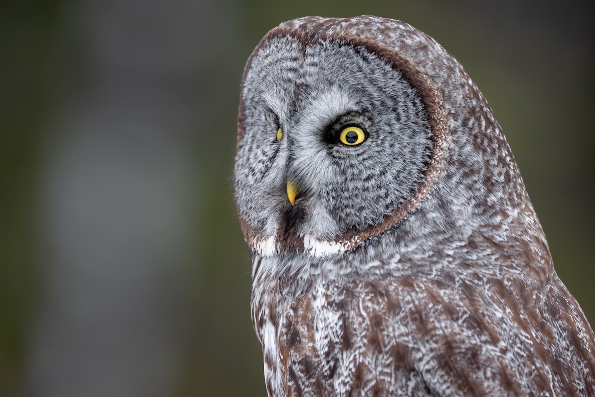 Great Gray Owl - ML629098016