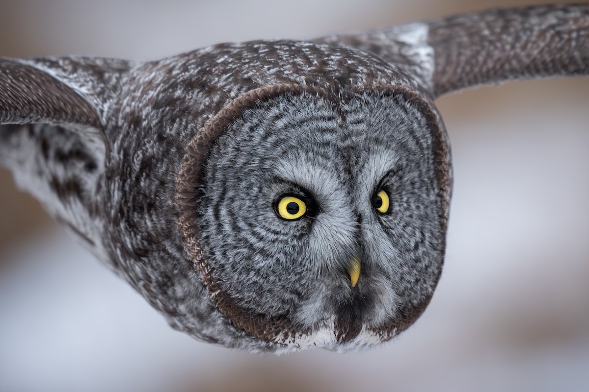 Great Gray Owl - ML629098025