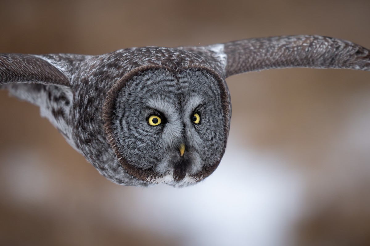 Great Gray Owl - ML629098034