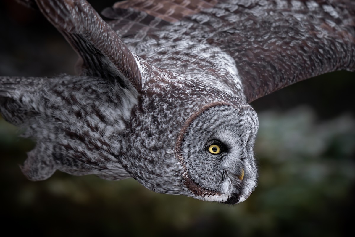 Great Gray Owl - ML629098038