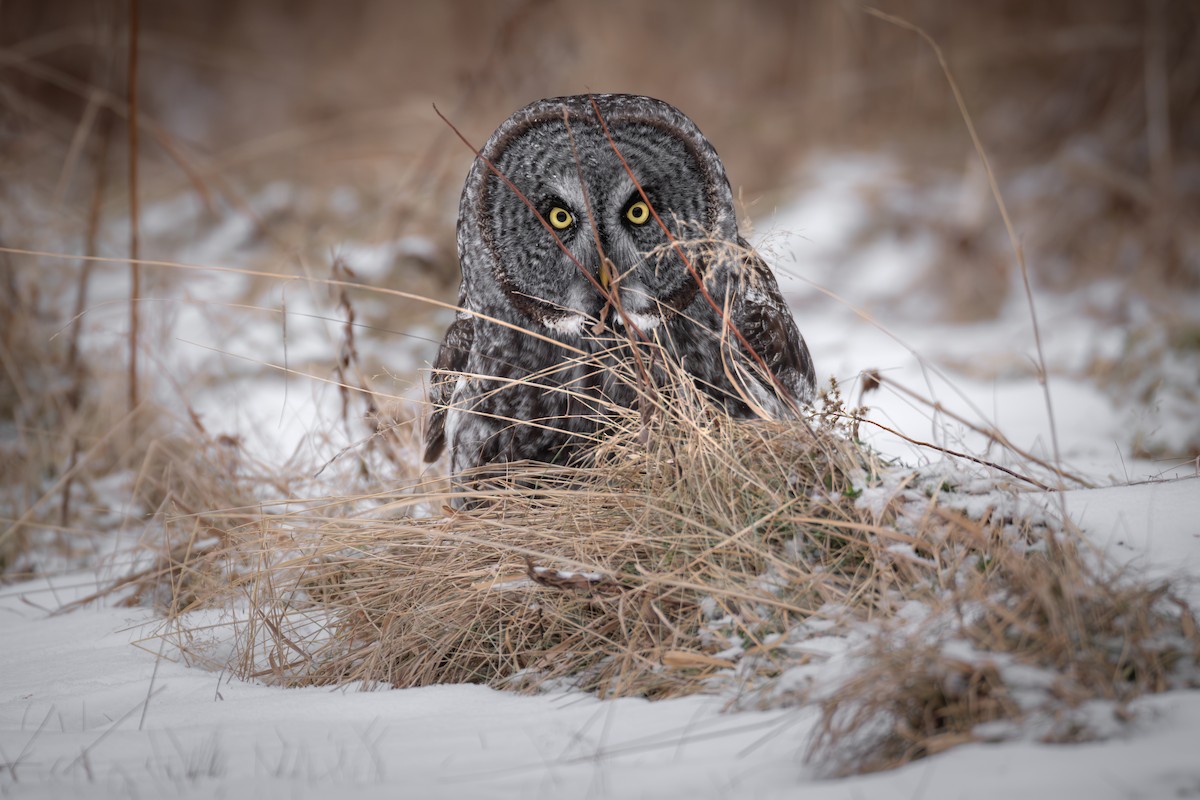 Great Gray Owl - ML629098066