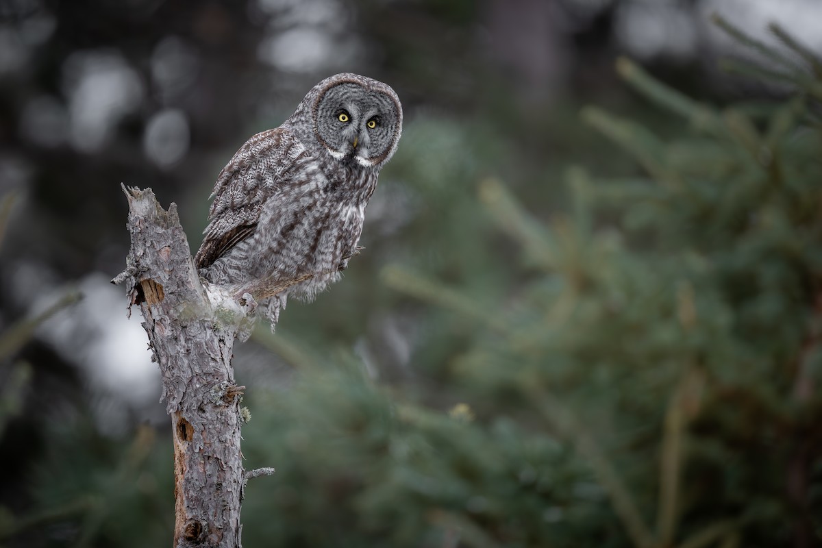 Great Gray Owl - ML629098088