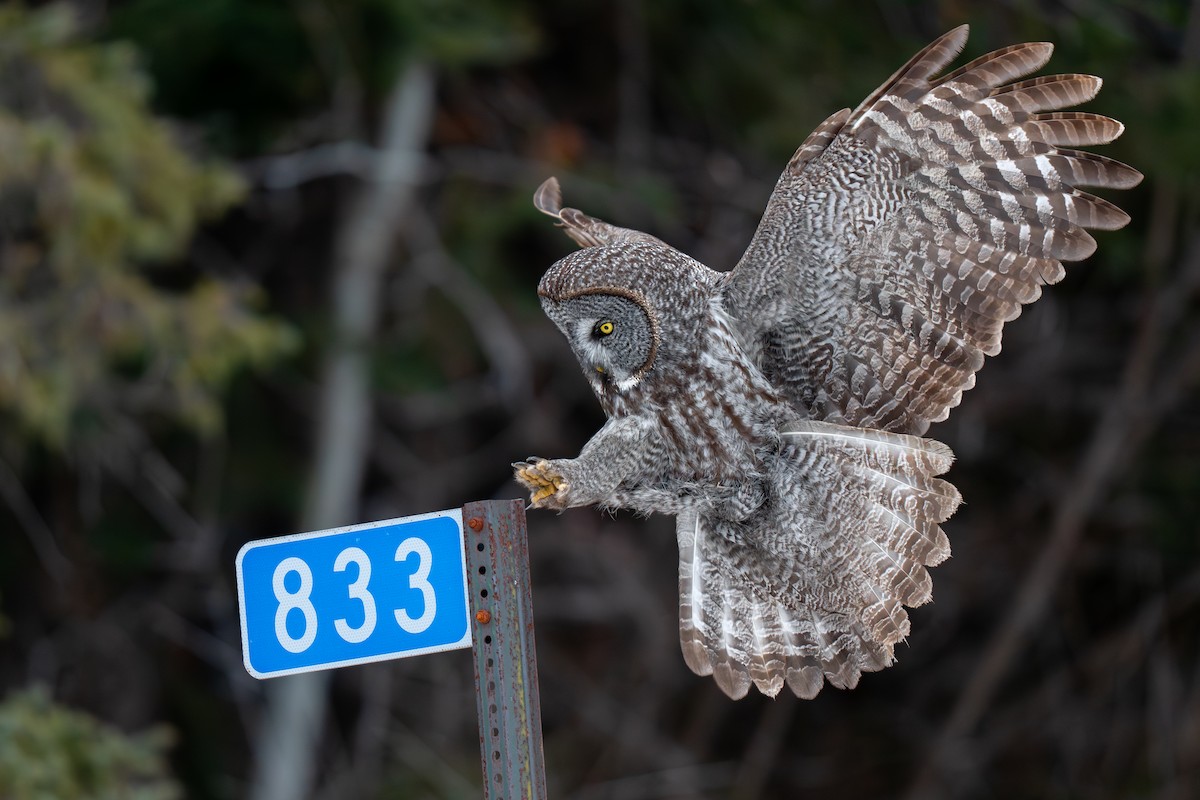 Great Gray Owl - ML629098114