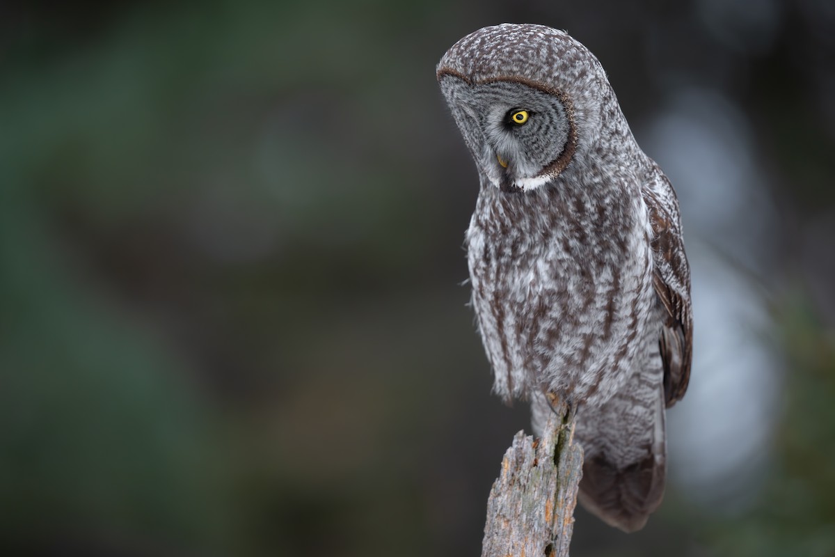 Great Gray Owl - ML629098134