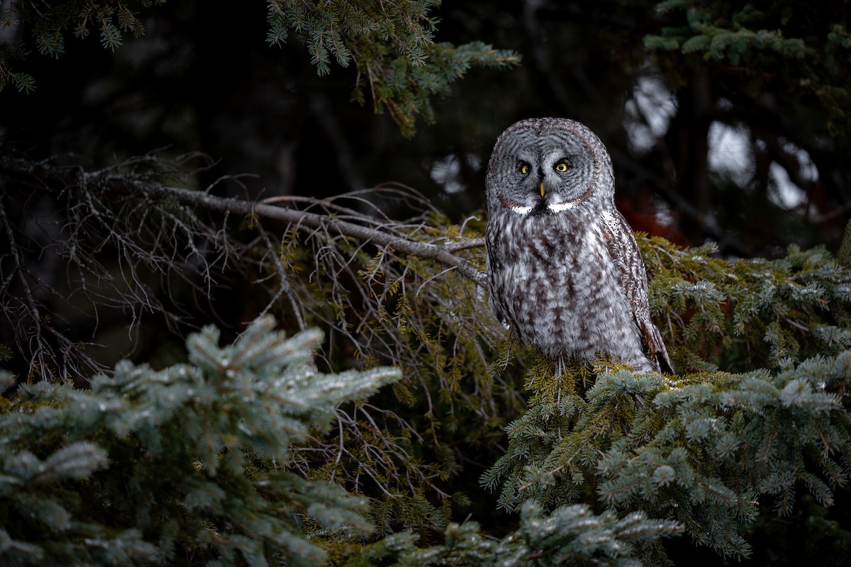 Great Gray Owl - ML629098162