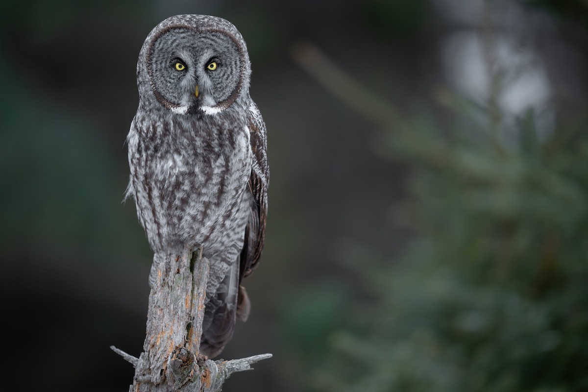 Great Gray Owl - ML629098163