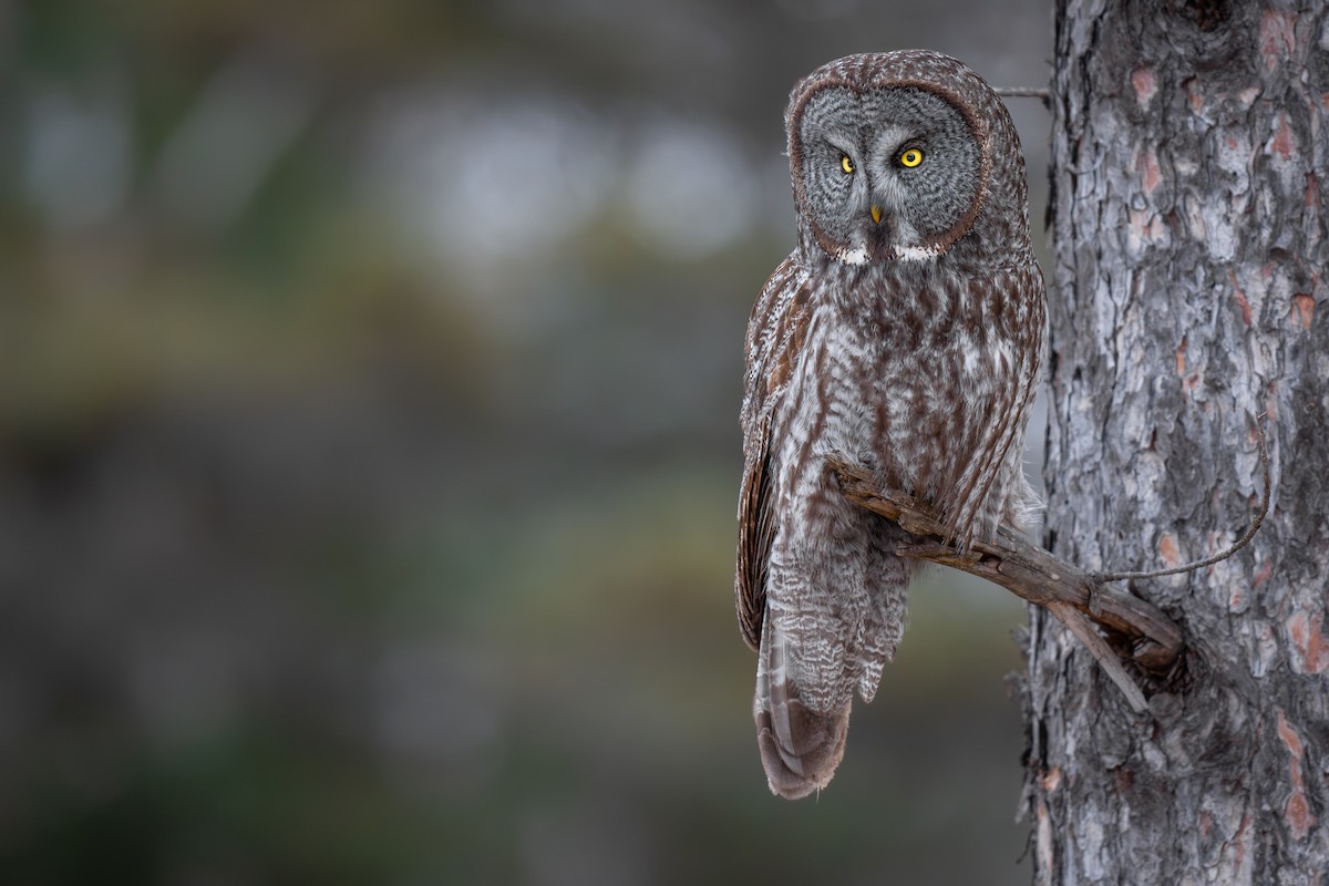 Great Gray Owl - ML629098185