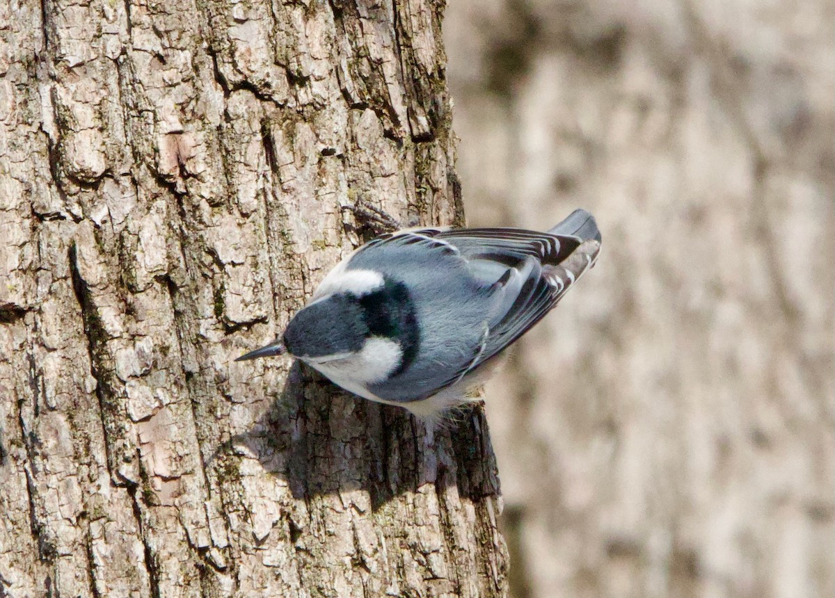 White-breasted Nuthatch - ML629098206