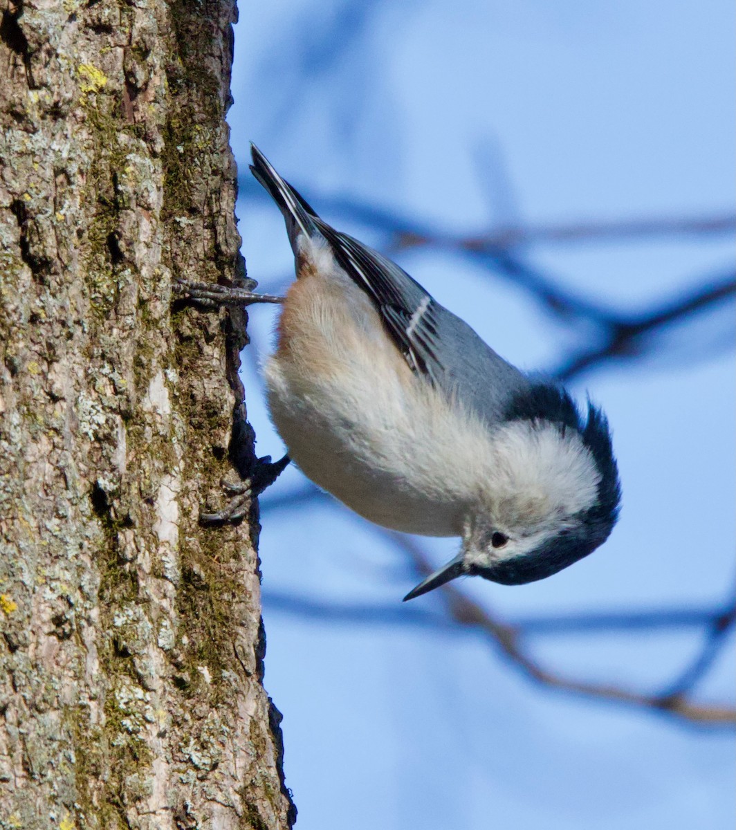White-breasted Nuthatch - ML629098207