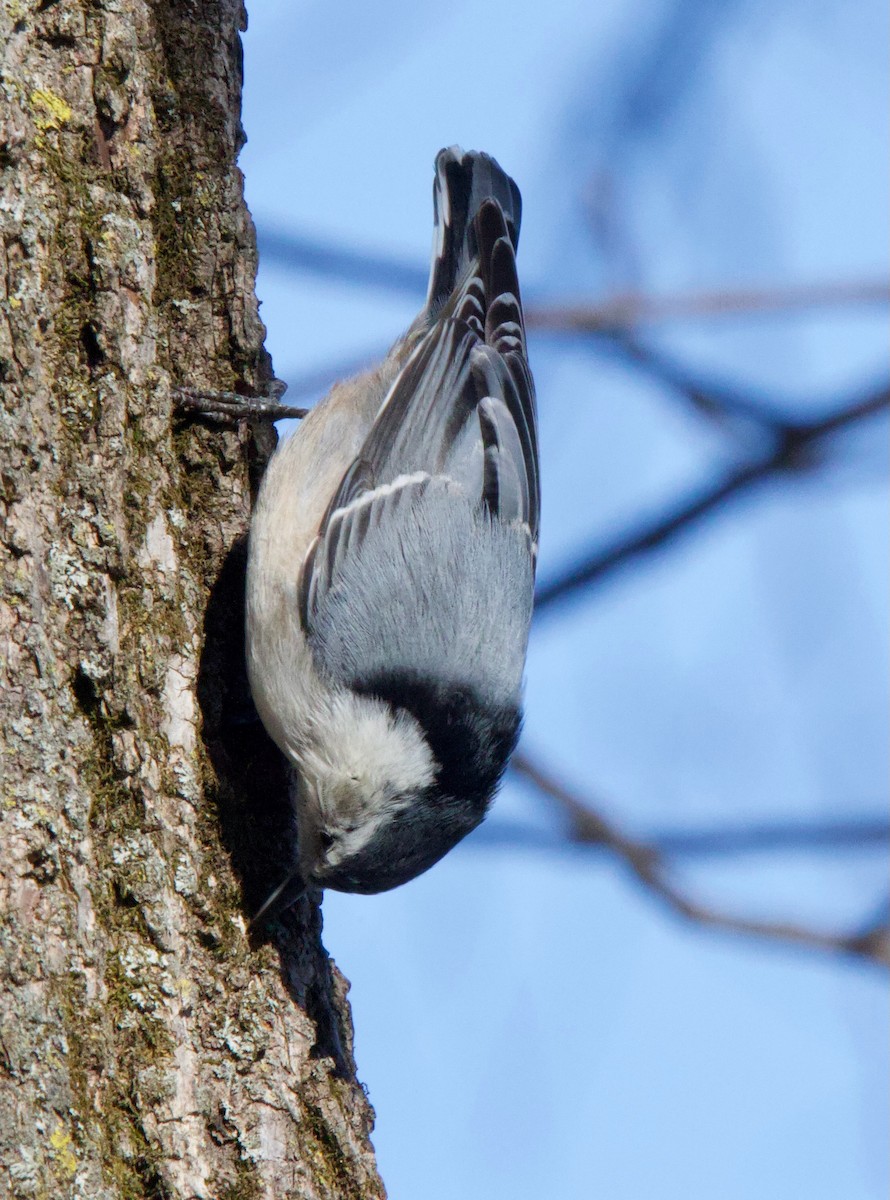 White-breasted Nuthatch - ML629098208