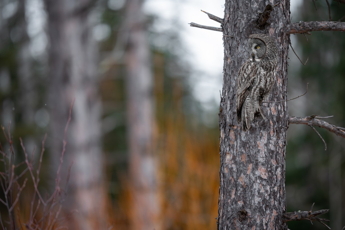 Great Gray Owl - ML629098219