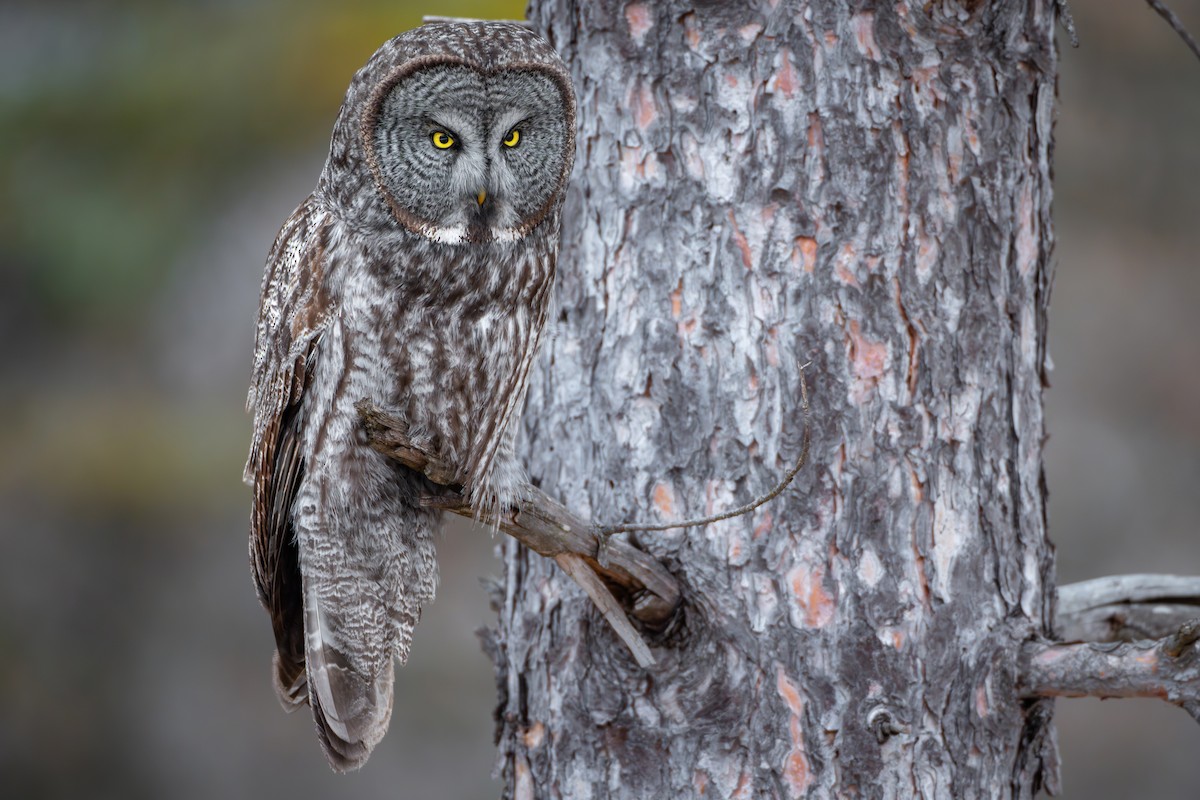 Great Gray Owl - ML629098228