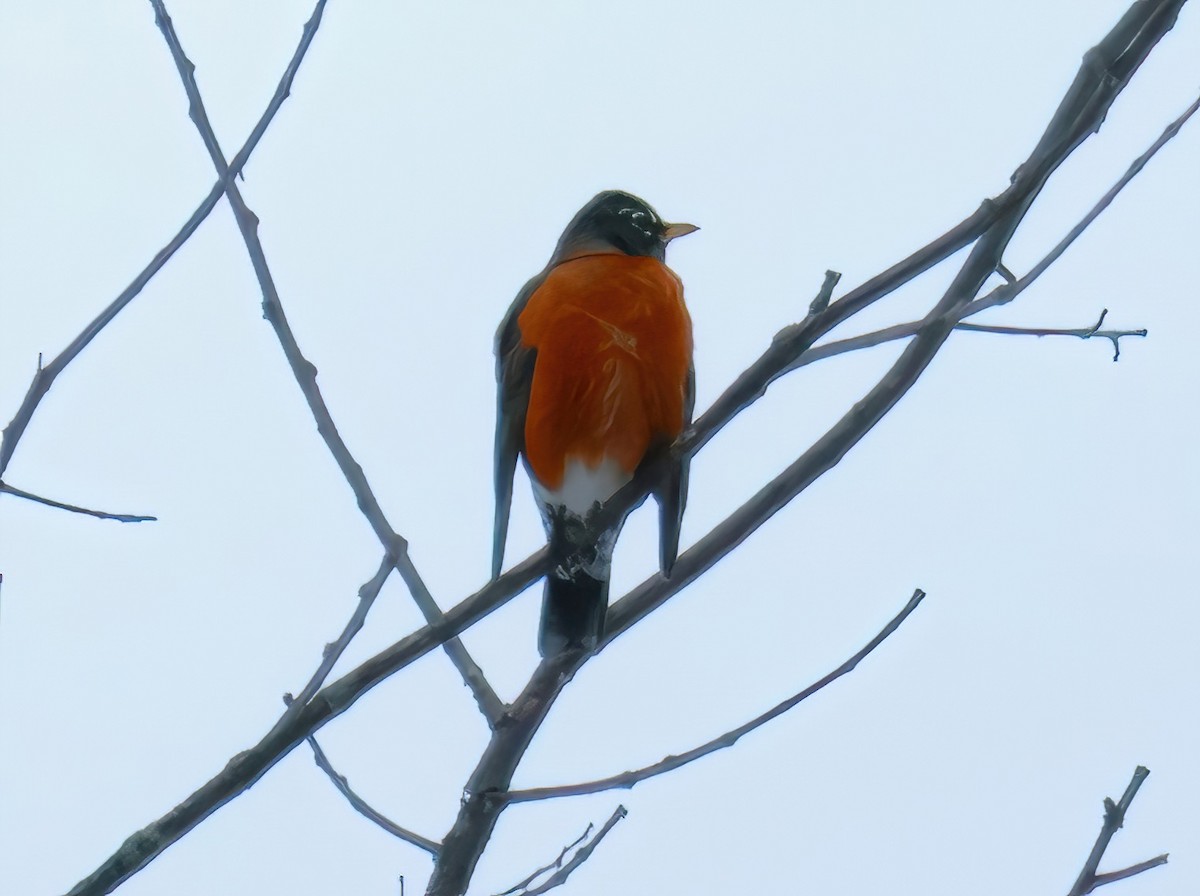 American Robin - ML629098256