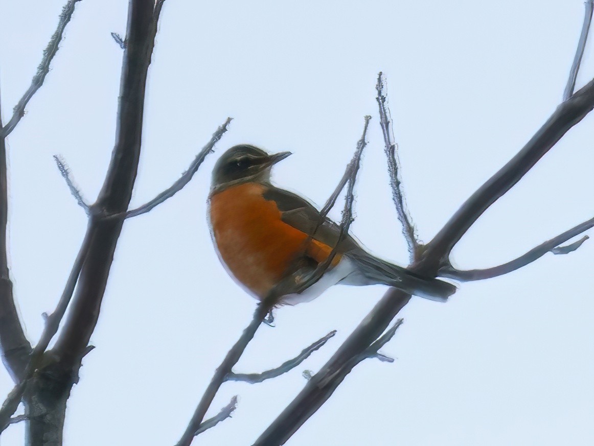 American Robin - ML629098258