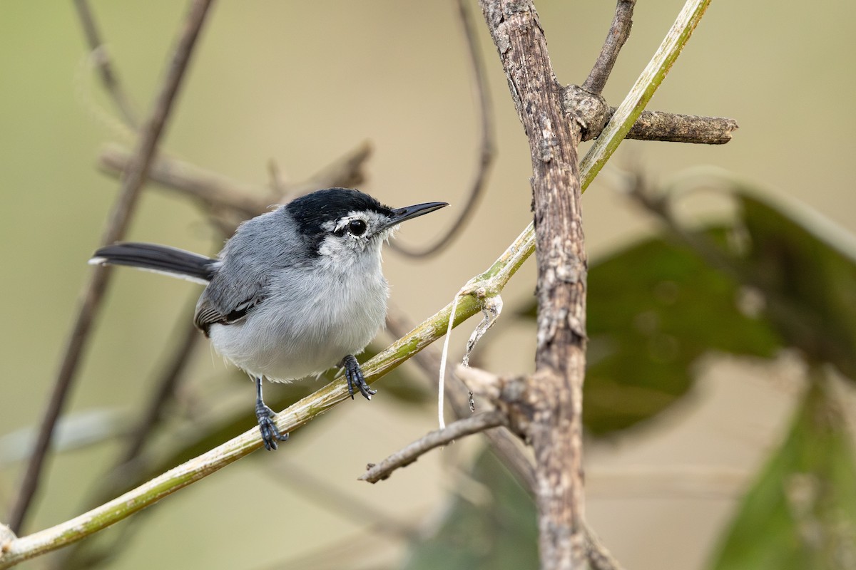 White-browed Gnatcatcher - ML629098269