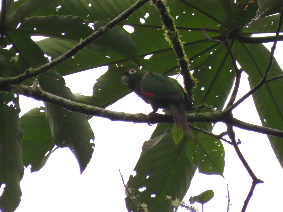 Maroon-tailed Parakeet (Maroon-tailed) - ML629098356