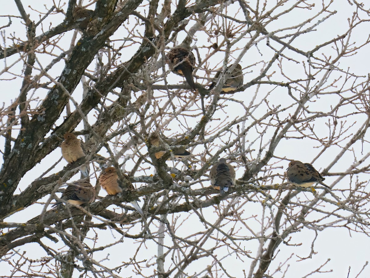 Mourning Dove - ML629098424