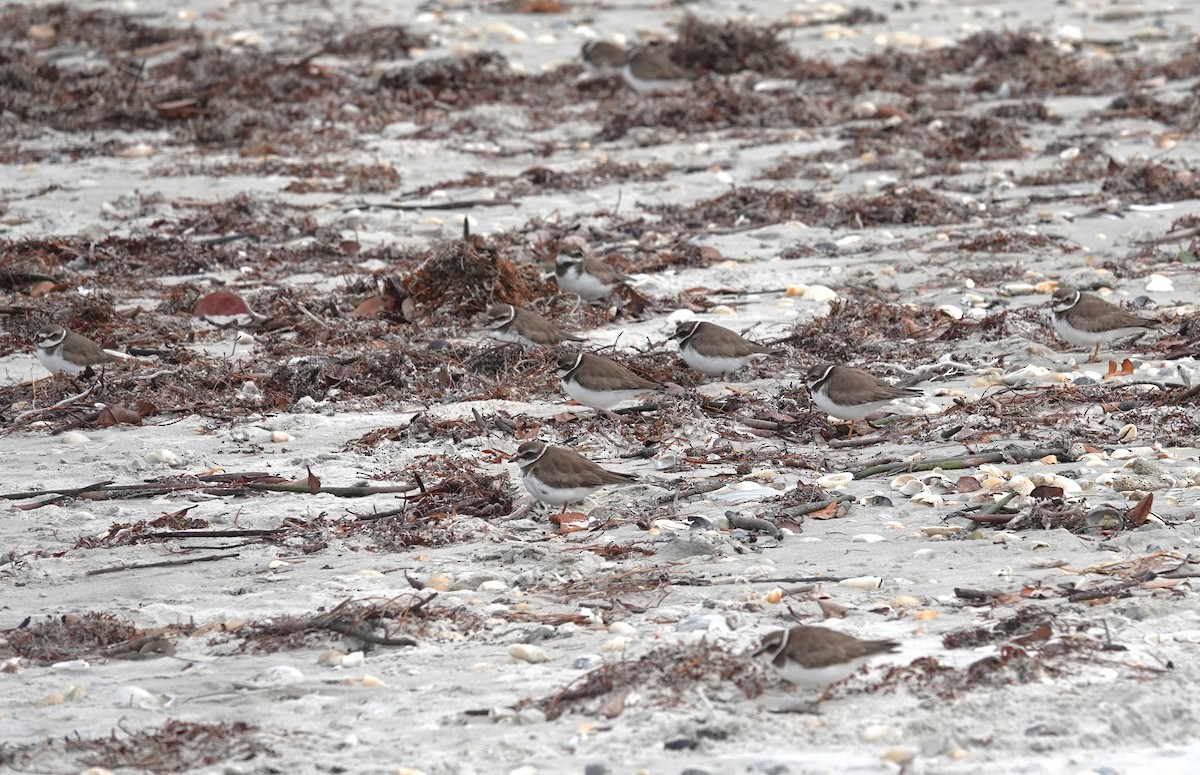 Semipalmated Plover - ML629098427