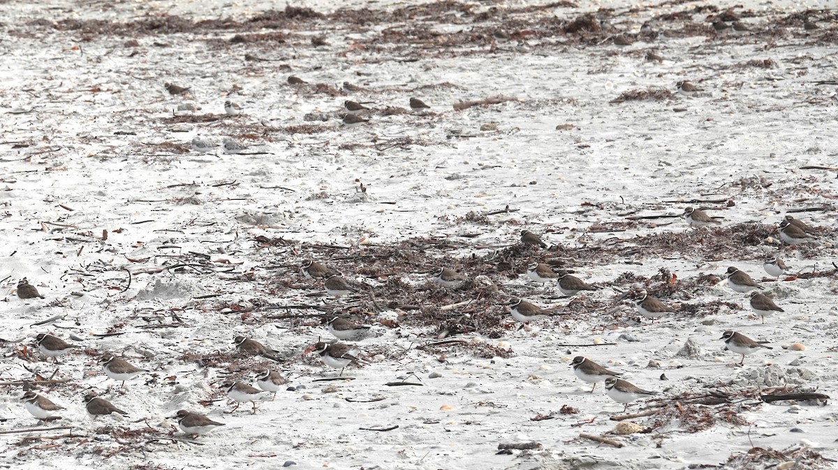 Semipalmated Plover - ML629098428