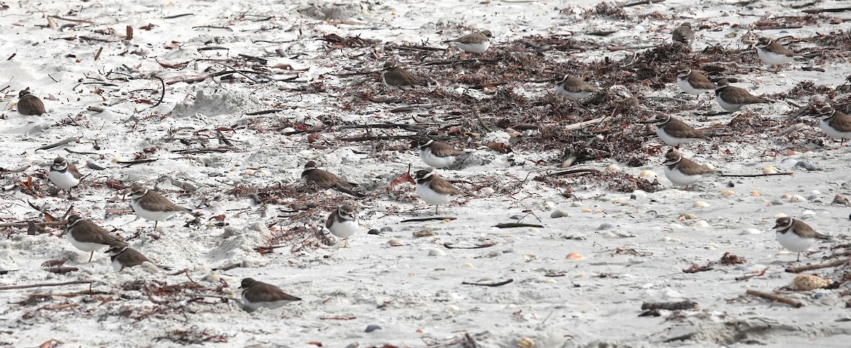 Semipalmated Plover - ML629098429