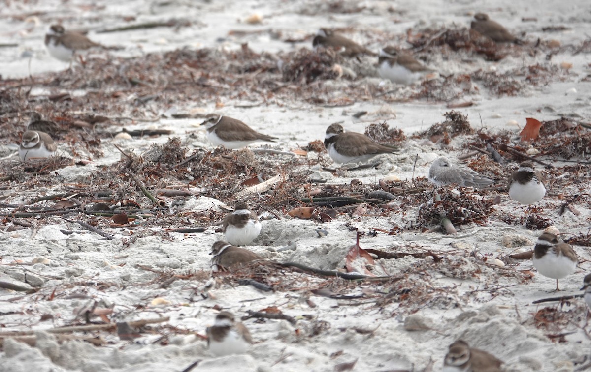 Semipalmated Plover - ML629098430