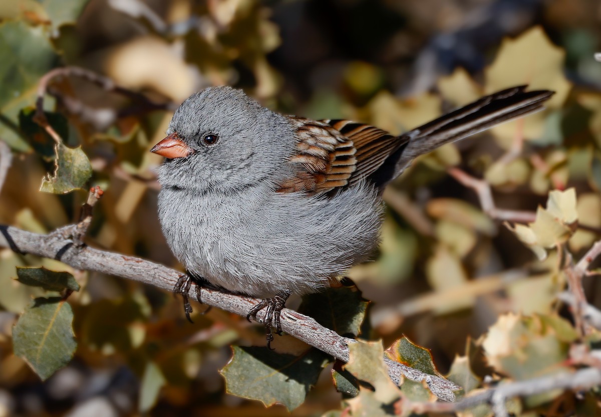 Black-chinned Sparrow - ML629098479