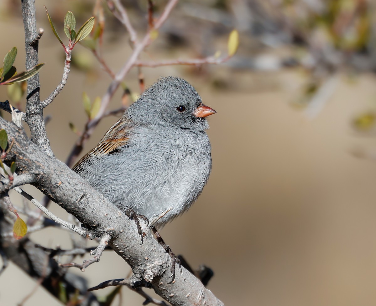 Black-chinned Sparrow - ML629098481