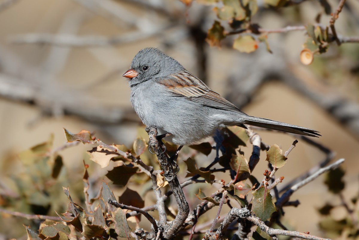 Black-chinned Sparrow - ML629098486