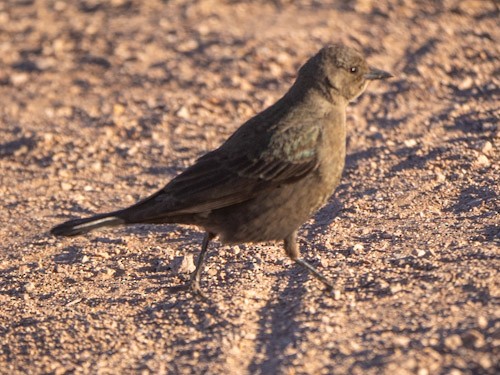 Brewer's Blackbird - ML629098505