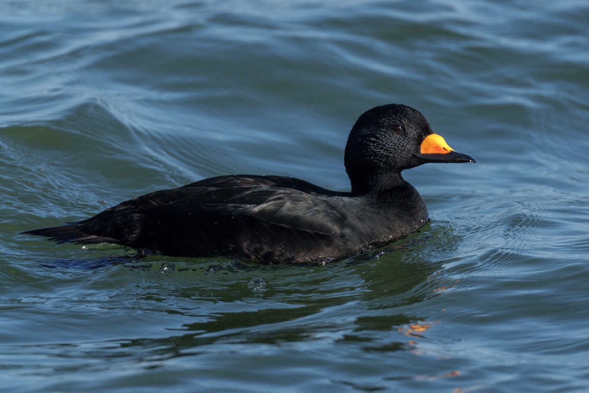 Black Scoter - ML629098605