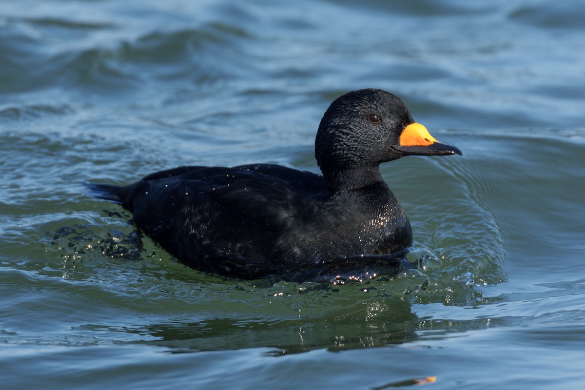 Black Scoter - ML629098606