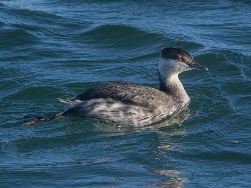 Horned Grebe - ML629098643