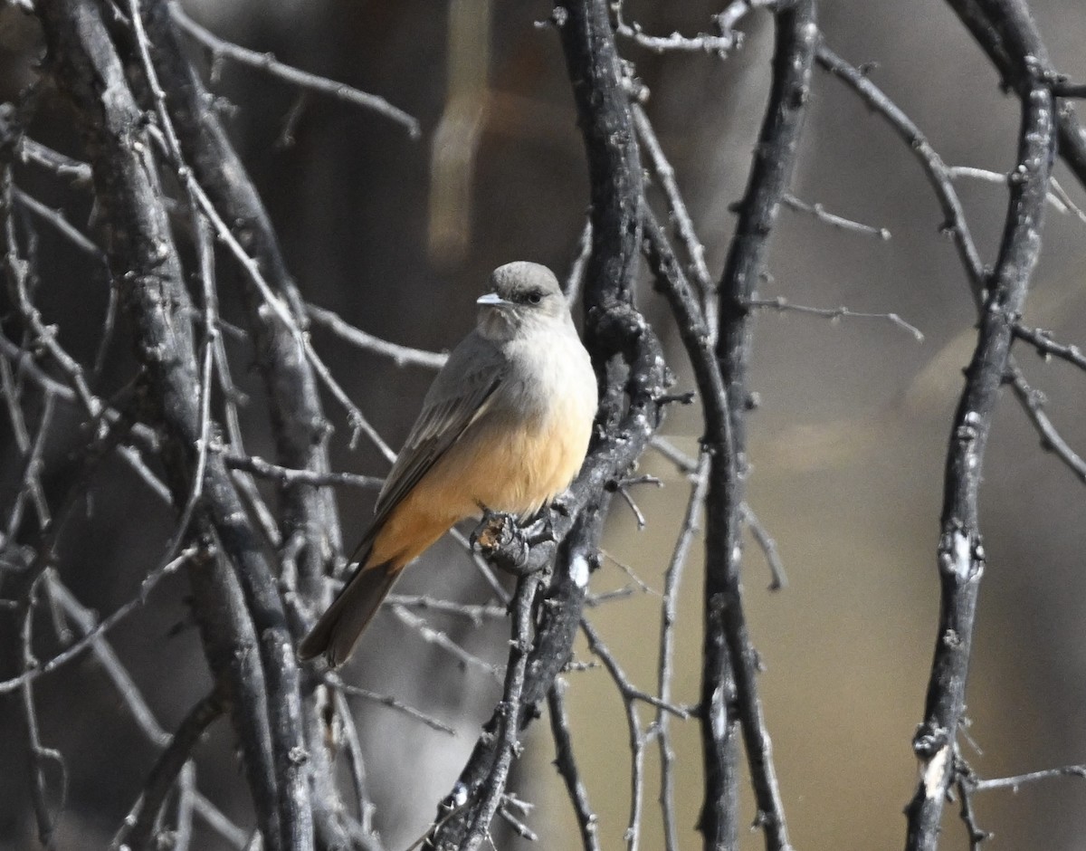 Say's Phoebe - ML629098733