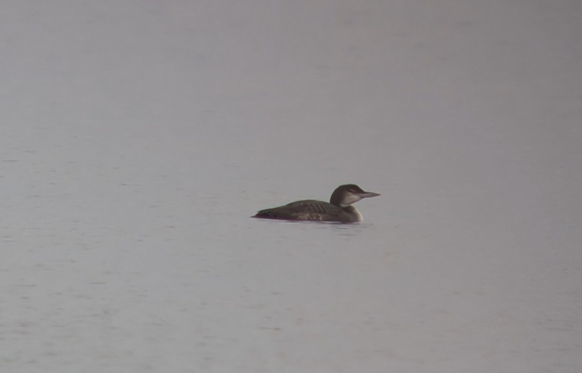 Common Loon - ML629098780