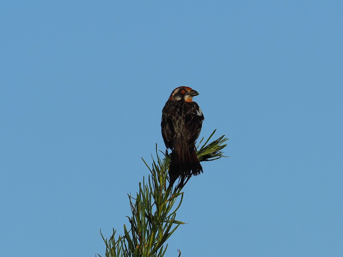 Rufous-tailed Plantcutter - ML629098807