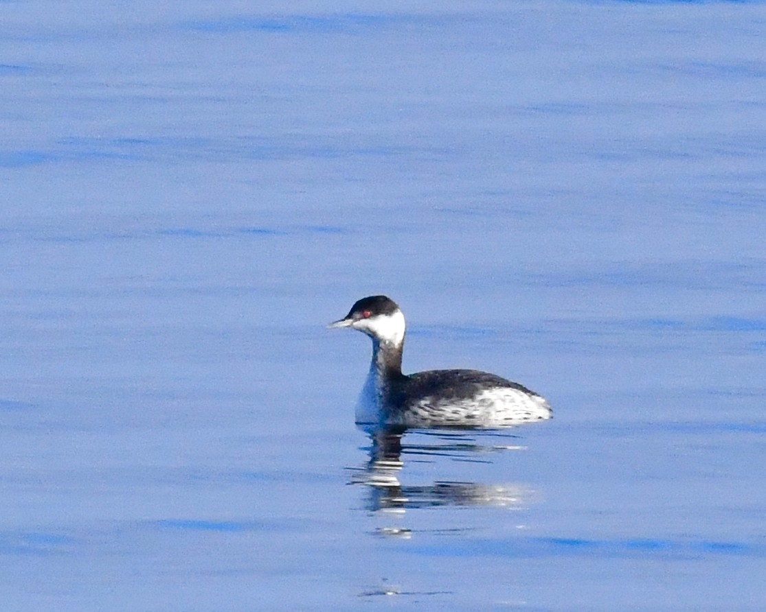 Horned Grebe - ML629098830