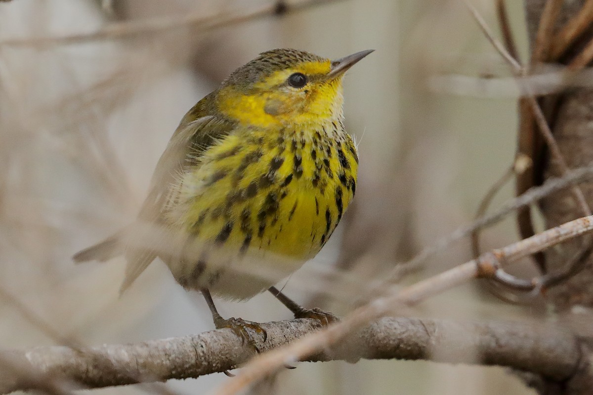 Cape May Warbler - ML629098941