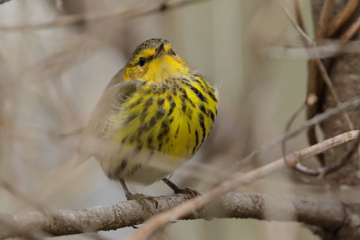 Cape May Warbler - ML629098945