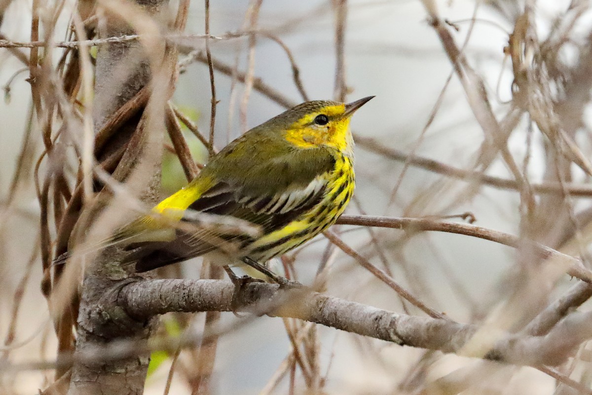 Cape May Warbler - ML629098946