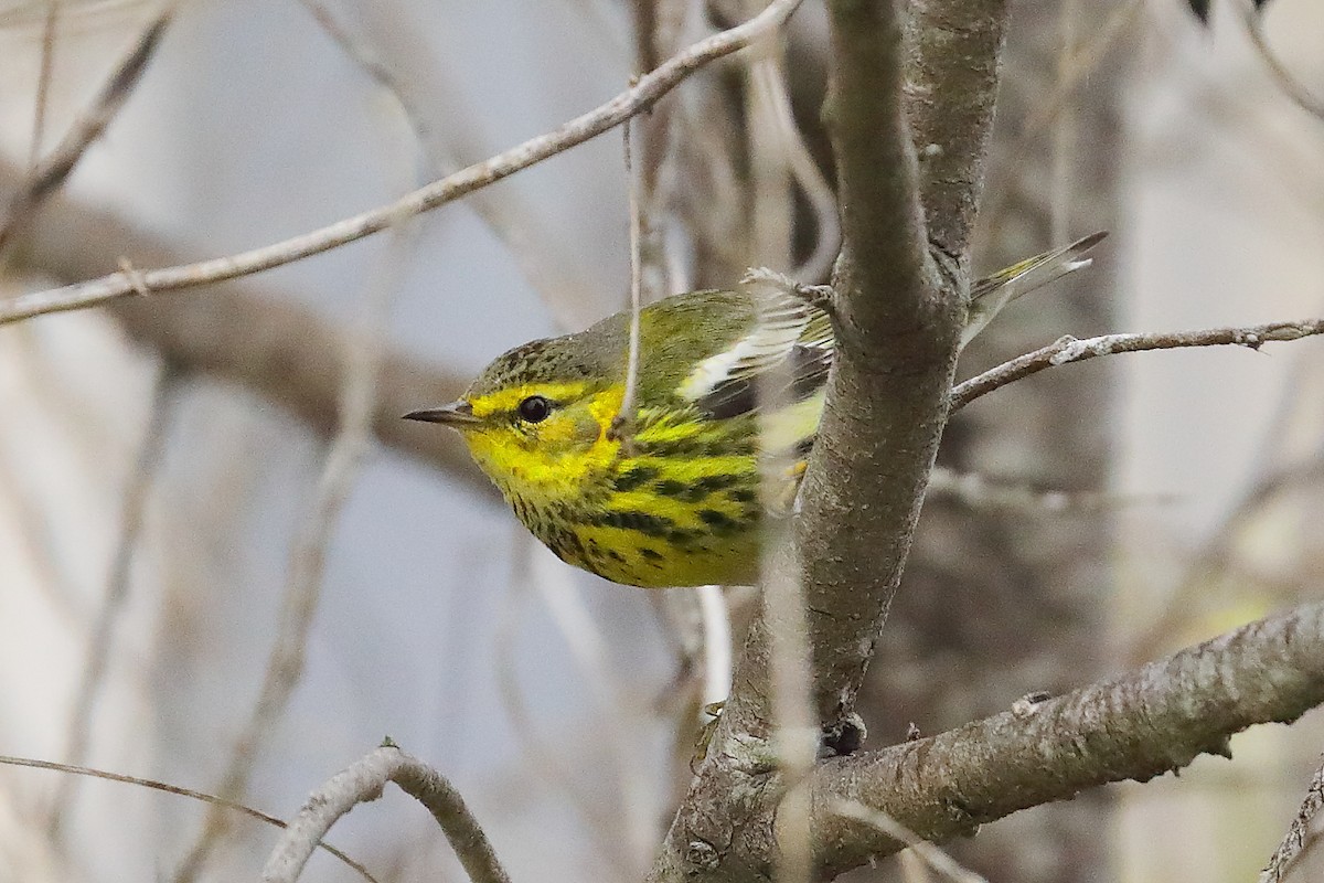 Cape May Warbler - ML629098947