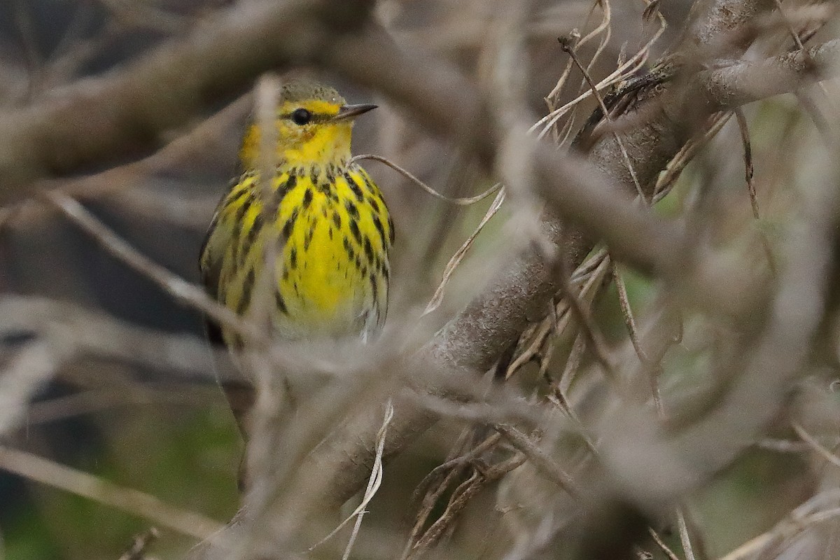 Cape May Warbler - ML629098948