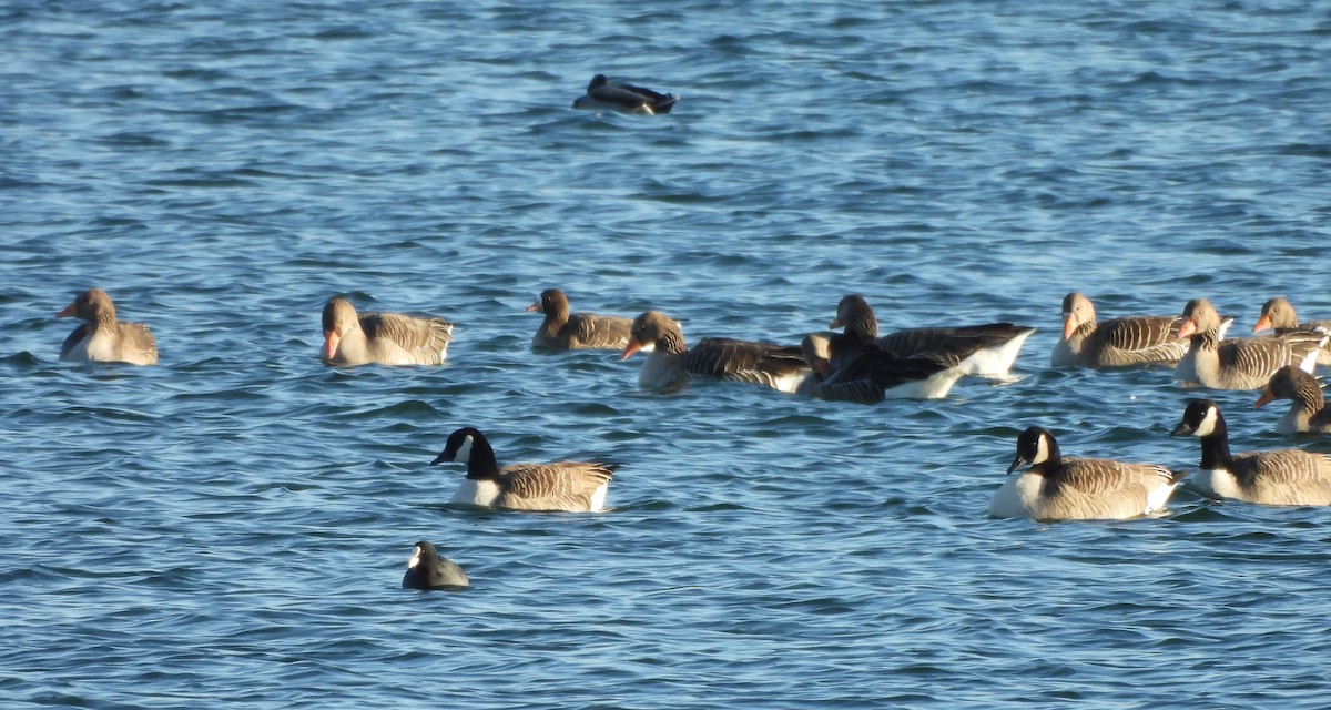 Greater White-fronted Goose - ML629098954