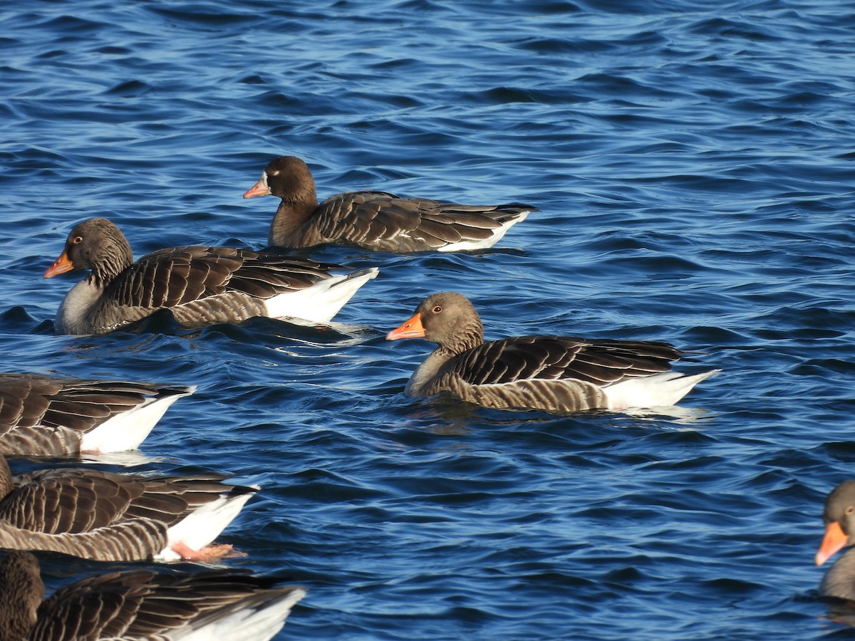 Greater White-fronted Goose - ML629098962