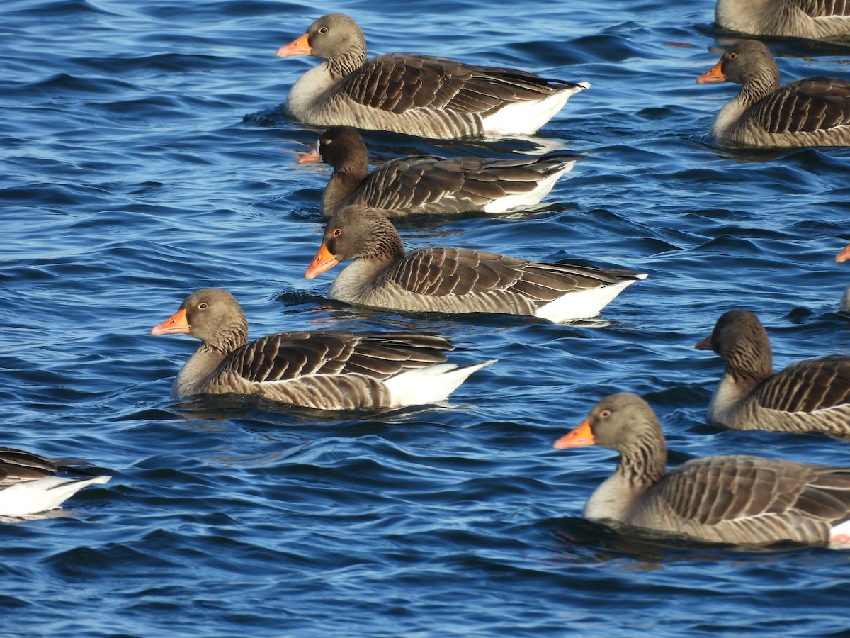 Greater White-fronted Goose - ML629098967